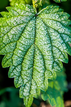 First autumn frost, frost on green leavesの写真素材