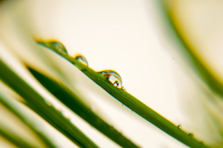 Gaussian Blur, it is convenient for the designer, young grass on a black background. texture of...