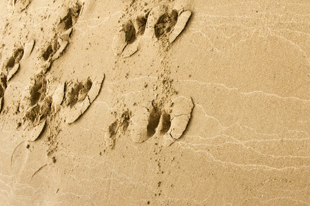 Texture, background. the sand on the beach. loose granular substance, pale yellowish brown, resulting from the erosion of siliceous and other rocks and forming a major constituent of beaches,の写真素材