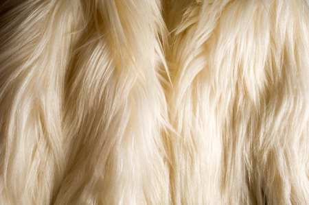 texture, background. Fur white yak. a large domesticated wild ox with shaggy hair, humped shoulders, and large horns, used in Tibet as a pack animal and for its milk, meat, and hide.の写真素材
