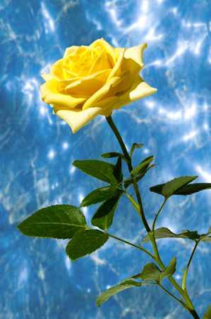 texture, pattern, background. Roses. The plant with beautiful large fragrant flowers and the stem, usually covered with spines.の写真素材