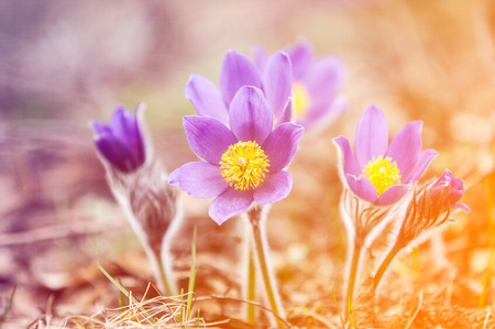 pasque flower, Pulsatilla patens. Pasque Flowers (Pulsatilla patens) on the field with grass. pasque flower.の写真素材