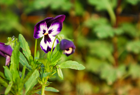 pansy flowers. a popular cultivated viola with flowers in rich colors, with both summer- and winter-flowering varieties.の写真素材