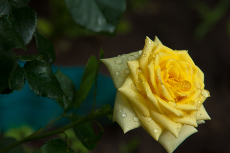 Roses. The plant with beautiful large fragrant flowers and the stem, usually covered with spines.の写真素材
