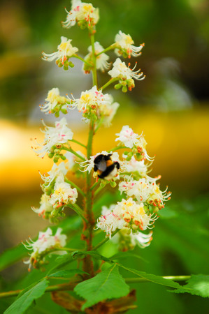 Spring blossoming chestnut flowers. Aesculus hippocastanum (blossom of horse-chestnut tree)の写真素材