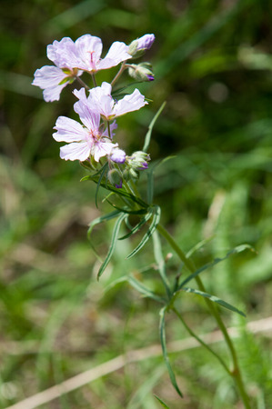 Viola odorata. Herbaceous plants with purple (and yellow, white) flowers. Photo in the Tien Shanの写真素材