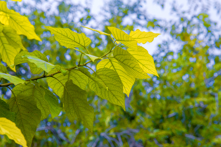 Texture, pattern, background. Autumn leaves of poplar. a tall, fast-growing tree of north temperate...