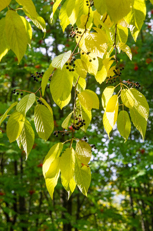 Bird cherry, black berries. autumn leaves. backlight. Tree with white fragrant flowers, gathered in...
