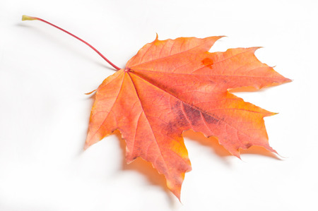 Texture, pattern, background.  Autumn maple leaves. On a white background, there is a place for...