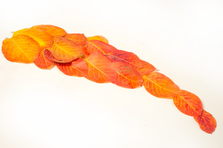 Autumn leaves red yellow, photographed in the studio. extraordinarily beautiful time to the golden...