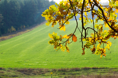 Autumn, winter wheat, winter grains, red yellow beautiful trees, bright green winter cropsの写真素材