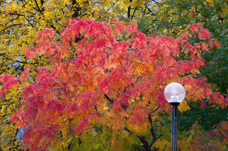 The sharpness of the pictures on the street lights. Texture, pattern, background. Street lamp tree...