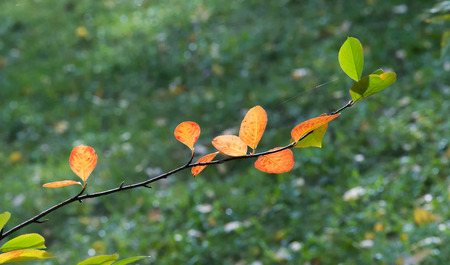 Virginia creeper, Victoria creeper (Parthenocissus quinquefolia) on fence. Texture, background....