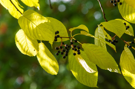 Bird cherry, black berries. autumn leaves. backlight. Tree with white fragrant flowers, gathered in...