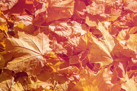 Texture, pattern, background. Maple leaves in autumn. a tree or shrub with lobed leaves, winged fruits, and colorful autumn foliage.の写真素材