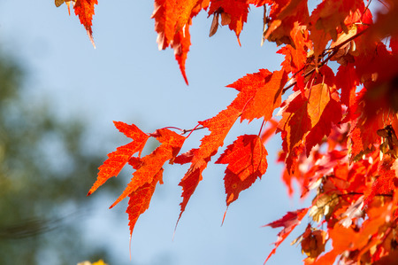 Texture, pattern, background. Maple leaves in autumn a tree or shrub with lobed leaves, winged...