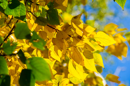 Texture, pattern, background. Leaves fall. Leaves and twigs with leaves of linden. a deciduous tree with heart-shaped leaves and fragrant yellowish blossoms, native to north temperate regions.の写真素材