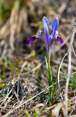 Iris pumila. the goddess of the rainbow, who acted as a messenger of the gods.の写真素材