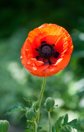poppy. a herbaceous plant with showy flowers, milky sap, and rounded seed capsules. drugs such as morphine and codeineの写真素材
