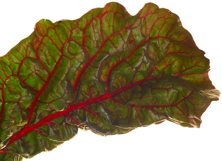 blad bieten. fresh leaf beet root isolated on white background. Beetroot leaf.