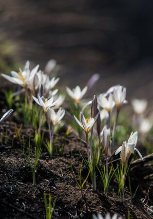 snowdrop. a widely cultivated bulbous European plant that bears drooping white flowers during the late winter.の写真素材