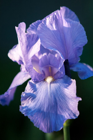 iris flower to flower beds. 
の写真素材