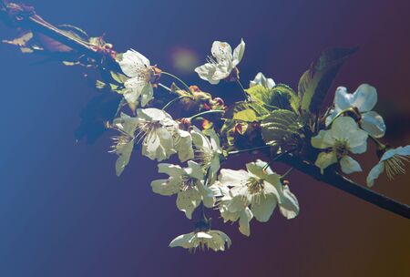 Spring. apple Trees in Blossom. flowers of apple. white blooms of blossoming tree close up....