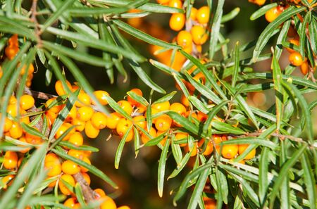 buckthorn berries. sea buckthorn.  Photographed in a forest.