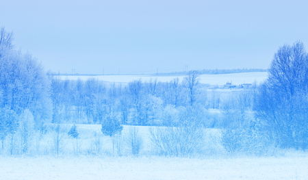 Winter landscape. Frost frost on the trees. Extreme cold. hoarfrost. a grayish-white crystalline deposit of frozen water vapor formed in clear still weather on vegetationの写真素材