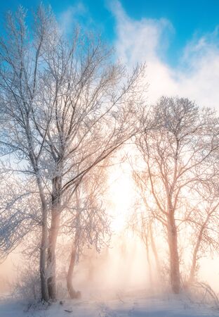 Winter landscape. The sun shines in the photo camera. the trees and grass frost. water in the river heavy fogの写真素材