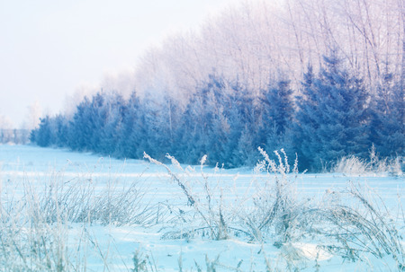 Winter landscape. Frost frost on the trees. Mist evaporation of water. Blue sky. Sunny day. Opaque air saturated with water vapor, filled with bright light of the sunの写真素材