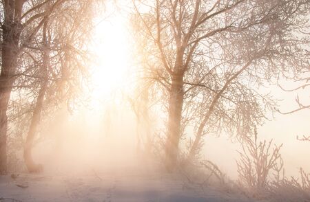 Winter landscape. The sun shines in the photo camera. the trees and grass frost. water in the river heavy fogの写真素材