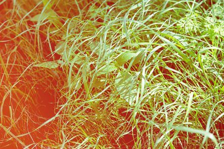 texture, background. Lawn trimmed. Manicured lawn greenの写真素材