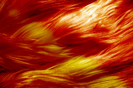 Texture, background, pattern. Fur white yak. a large domesticated wild ox with shaggy hair, humped shoulders, and large horns,の写真素材