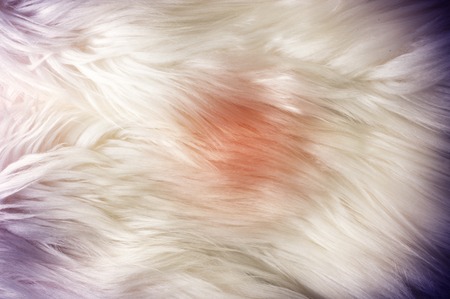 Texture, background, pattern. Fur white yak. a large domesticated wild ox with shaggy hair, humped...