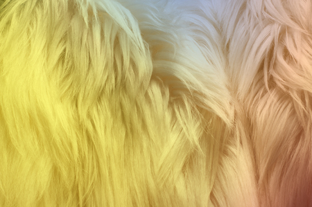Texture, background, pattern. Fur white yak. a large domesticated wild ox with shaggy hair, humped...