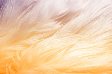 Texture, background, pattern. Fur white yak. a large domesticated wild ox with shaggy hair, humped shoulders, and large horns,の写真素材