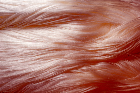 Texture, background, pattern. Fur white yak. a large domesticated wild ox with shaggy hair, humped shoulders, and large horns,の写真素材