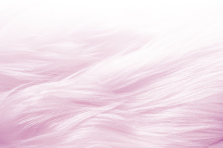 Texture, background, pattern. Fur white yak. a large domesticated wild ox with shaggy hair, humped shoulders, and large horns,の写真素材