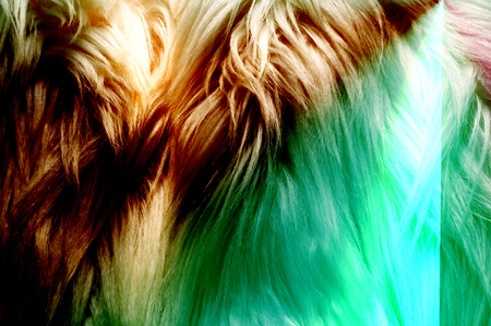 Texture, background, pattern. Fur white yak. a large domesticated wild ox with shaggy hair, humped shoulders, and large horns,の写真素材