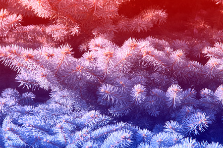 texture, background, pattern. light blue branches of slender young fur-tree