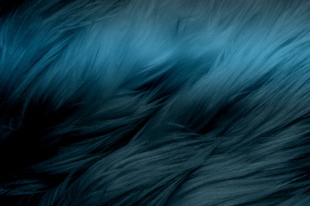 Texture, background, pattern. Fur white yak. a large domesticated wild ox with shaggy hair, humped shoulders, and large horns,の写真素材