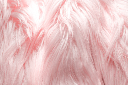 Texture, background, pattern. Fur white yak. a large domesticated wild ox with shaggy hair, humped shoulders, and large horns,の写真素材