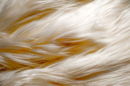 Texture, background, pattern. Fur white yak. a large domesticated wild ox with shaggy hair, humped...