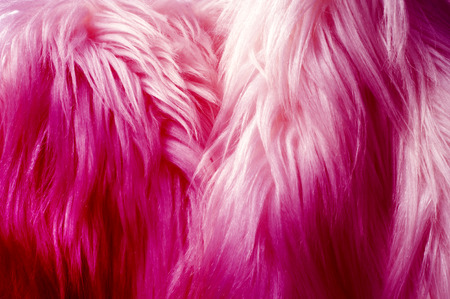 Texture, background, pattern. Fur white yak. a large domesticated wild ox with shaggy hair, humped shoulders, and large horns,の写真素材