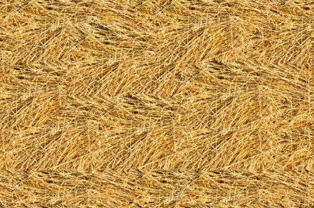 Texture, background, seamless pattern. This is useful for designers. mown straw from cerealの写真素材