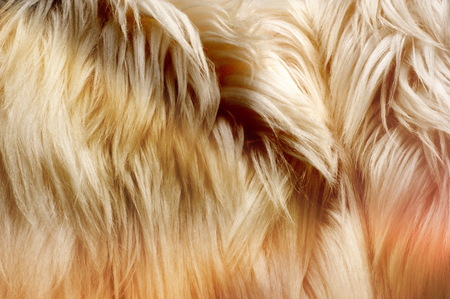 Texture, background, pattern. Fur white yak. a large domesticated wild ox with shaggy hair, humped shoulders, and large horns,の写真素材