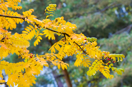 texture, background. Autumn leaves of a mountain ash. Bright yellow autumn leaves photography backlit. amazing time to the Indian summer. Rowanの写真素材