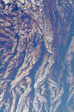 Texture, background, pattern. Bark of tree. Outside, above the timber, piece of trunks, stems and roots of woody plants.の写真素材