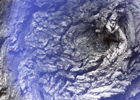 Texture, background, pattern. Bark of tree. Outside, above the timber, piece of trunks, stems and roots of woody plants.の写真素材